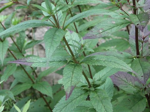 Eupatorium chinense var. sachalinense