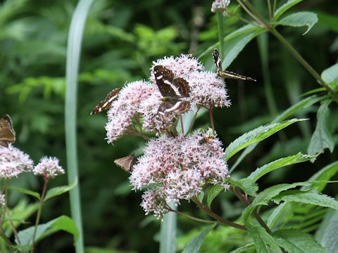 Eupatorium chinense var. sachalinense