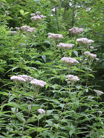 Eupatorium chinense var. sachalinense