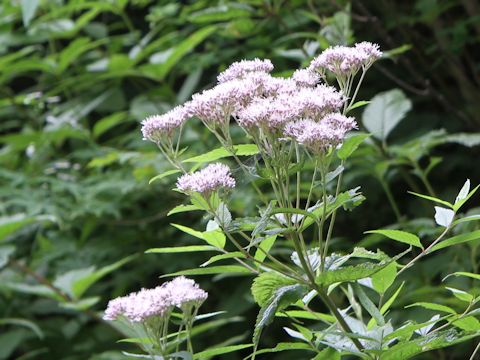 Eupatorium chinense var. sachalinense