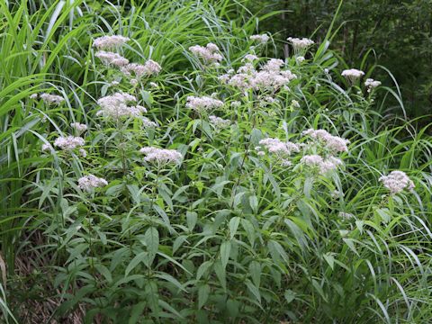 Eupatorium chinense var. sachalinense