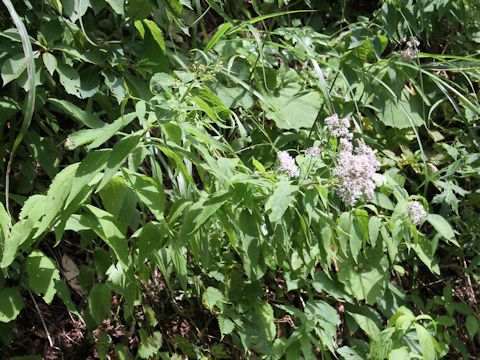 Eupatorium chinense var. sachalinense