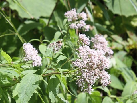 Eupatorium chinense var. sachalinense