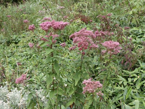 Eupatorium chinense var. sachalinense