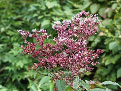 Eupatorium chinense var. sachalinense