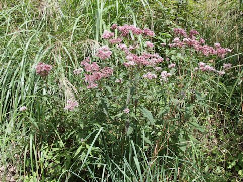 Eupatorium chinense var. sachalinense