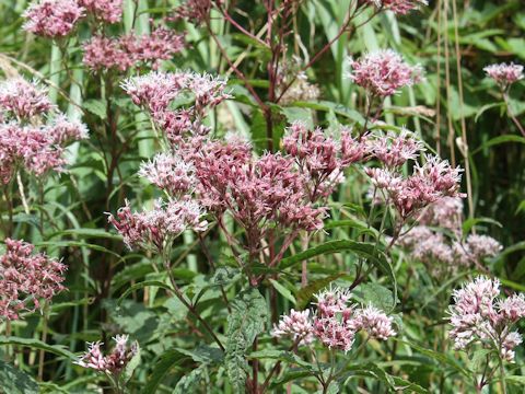 Eupatorium chinense var. sachalinense