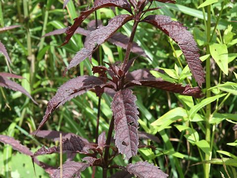 Eupatorium chinense var. sachalinense