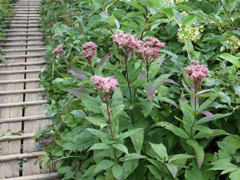 Eupatorium chinense var. sachalinense