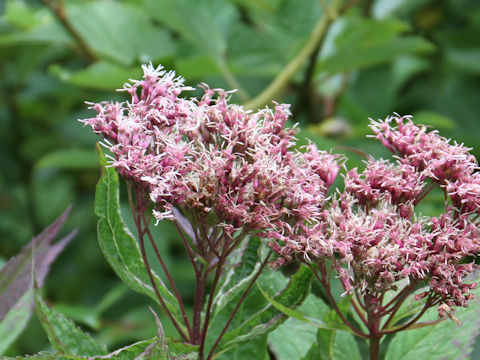 Eupatorium chinense var. sachalinense