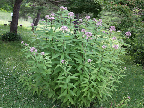 Eupatorium chinense var. sachalinense