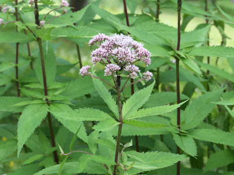 Eupatorium chinense var. sachalinense