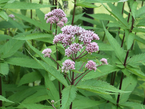 Eupatorium chinense var. sachalinense