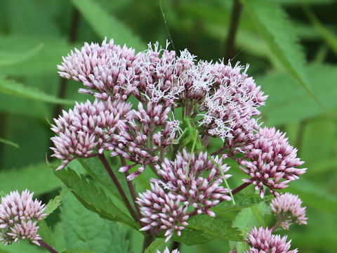 Eupatorium chinense var. sachalinense