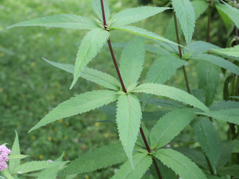 Eupatorium chinense var. sachalinense