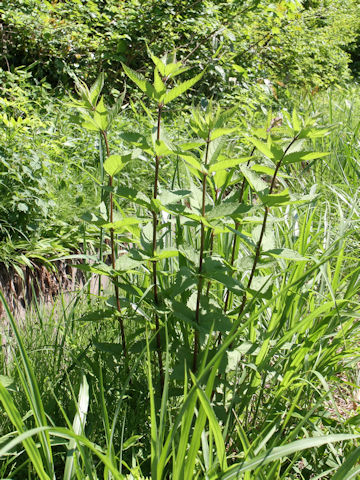 Eupatorium chinense var. sachalinense