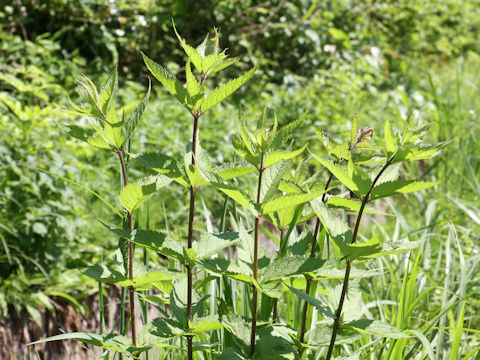 Eupatorium chinense var. sachalinense