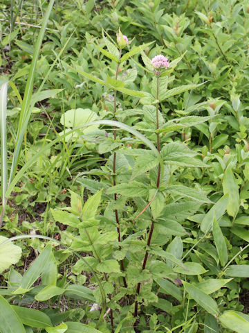 Eupatorium chinense var. sachalinense