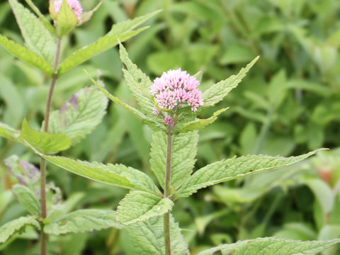 Eupatorium chinense var. sachalinense