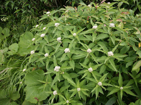 Eupatorium chinense var. sachalinense