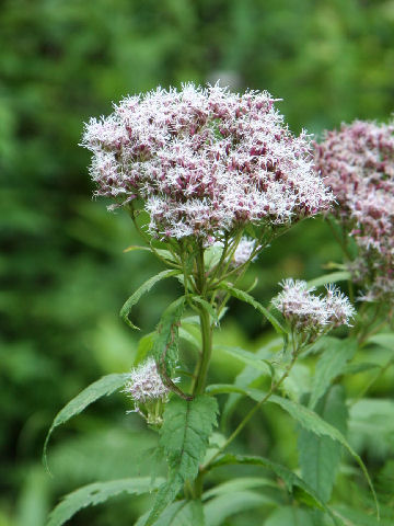 Eupatorium chinense var. sachalinense