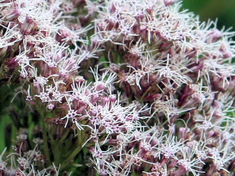 Eupatorium chinense var. sachalinense