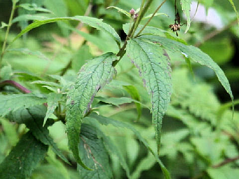 Eupatorium chinense var. sachalinense