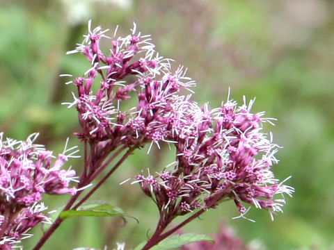 Eupatorium chinense var. sachalinense