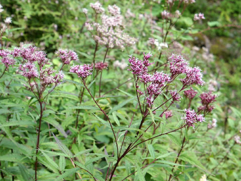 Eupatorium chinense var. sachalinense