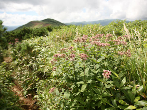 Eupatorium chinense var. sachalinense