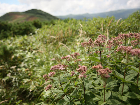 Eupatorium chinense var. sachalinense