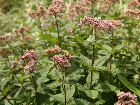 Eupatorium chinense var. sachalinense