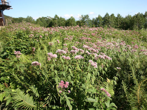 Eupatorium chinense var. sachalinense