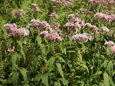 Eupatorium chinense var. sachalinense