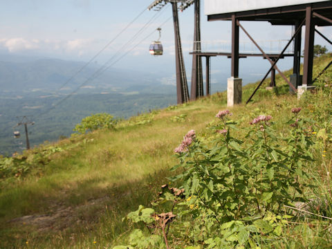 Eupatorium chinense var. sachalinense