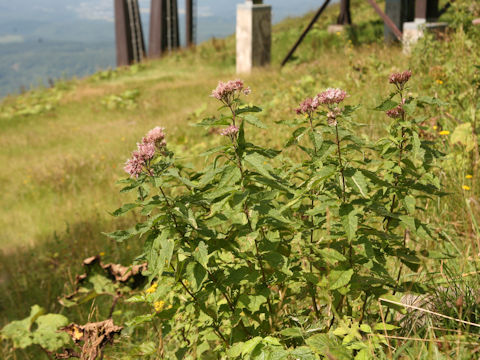 Eupatorium chinense var. sachalinense