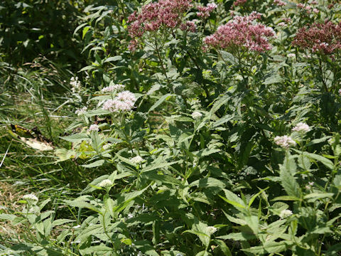 Eupatorium chinense var. sachalinense