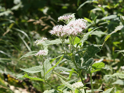 Eupatorium chinense var. sachalinense