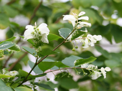 Breynia disticha cv. Sno-on-the-mountain