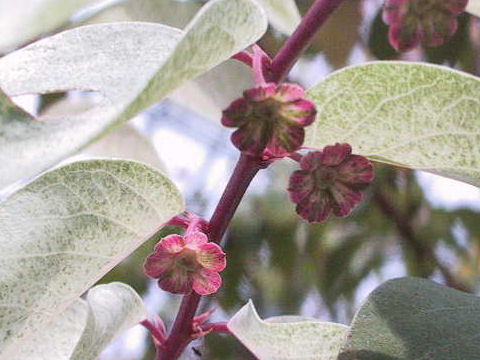 Breynia disticha cv. Roseopicta