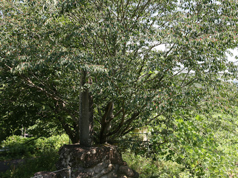 Berchemiella berchemiifolia