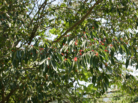 Berchemiella berchemiifolia