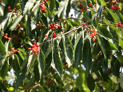 Berchemiella berchemiifolia