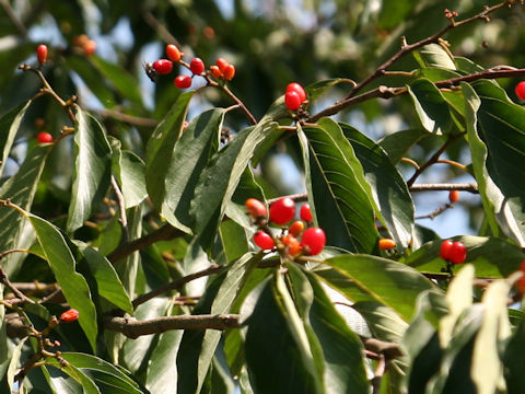 Berchemiella berchemiifolia