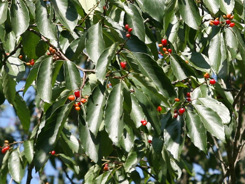 Berchemiella berchemiifolia