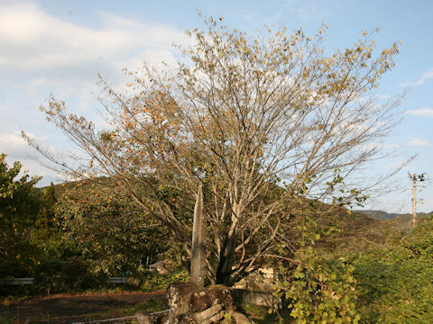 Berchemiella berchemiifolia