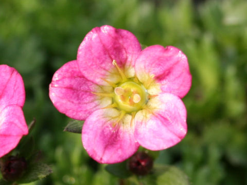 Saxifraga x arendsi