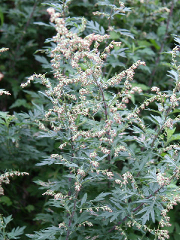 Artemisia princeps