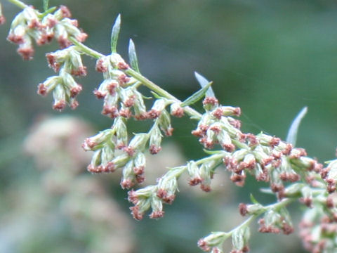 ヨモギ (Artemisia princeps)