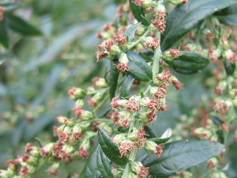 Artemisia princeps